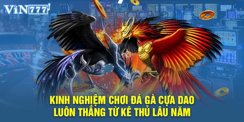 Kinh nghiệm chơi đá gà cựa dao luôn thắng từ kê thủ lâu năm 