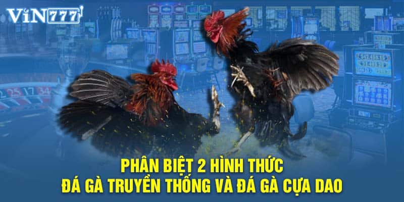 Phân biệt 2 hình thức đá gà truyền thống và đá gà cựa dao