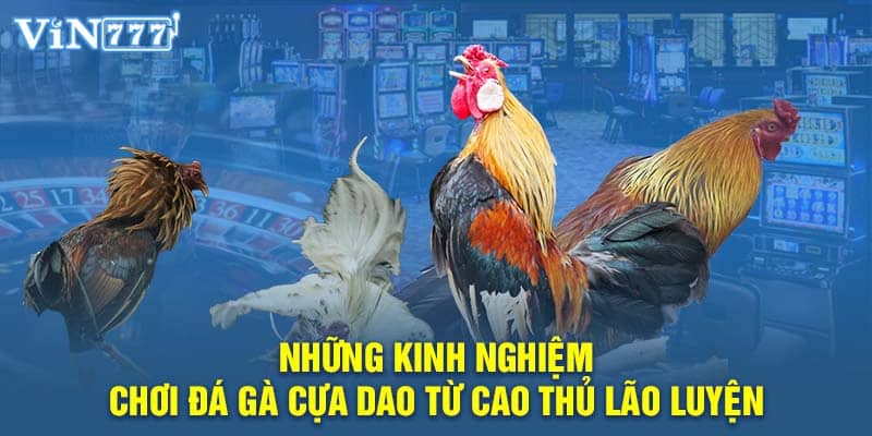 Những kinh nghiệm chơi đá gà cựa dao từ cao thủ lão luyện