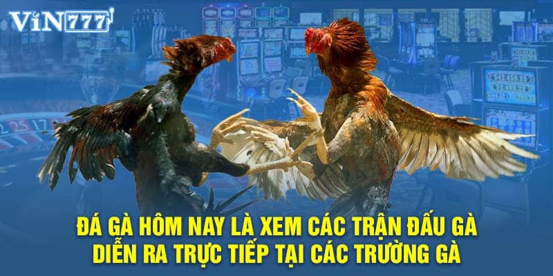 Đá gà hôm nay là xem các trận đấu gà diễn ra trực tiếp tại các trường gà