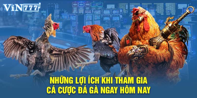 Những lợi ích khi tham gia cá cược đá gà ngay hôm nay