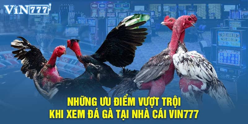 Những ưu điểm vượt trội khi xem đá gà tại nhà cái Vin777