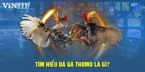 Tìm hiểu đá gà Thomo là gì?