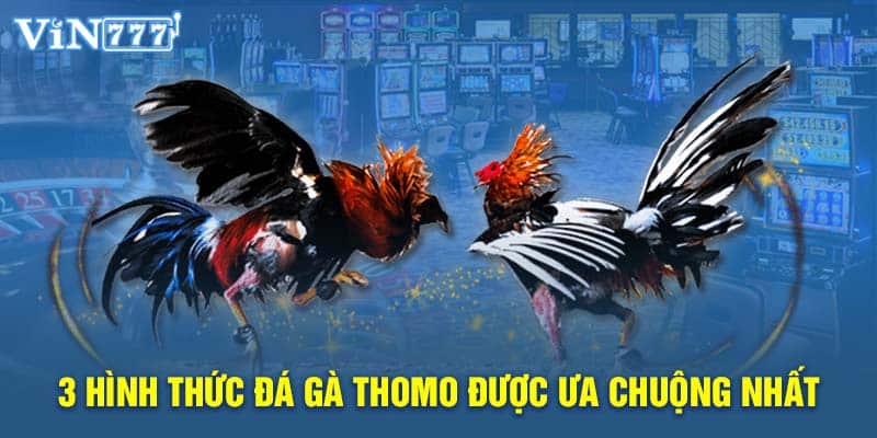 Kiểu chơi đá chọi cựa tròn nổi tiếng bậc nhất