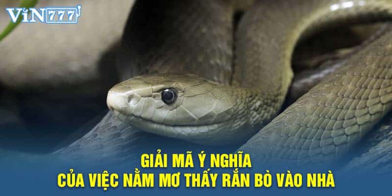 Giải mã ý nghĩa của việc nằm mơ thấy rắn bò vào nhà 